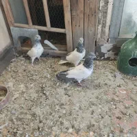 کبوتر مسافتی و پلاکی وکله دم سبز|پرنده|فردیس, شهرک شهید حسینی|دیوار