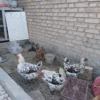 مرغ گلین|حیوانات مزرعه|شاهین‌شهر, امیرکبیر|دیوار