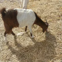 گوسفند|حیوانات مزرعه|قائن, |دیوار