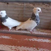 طوقی|پرنده|اشکذر, |دیوار