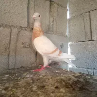 ماده کرم خط دار