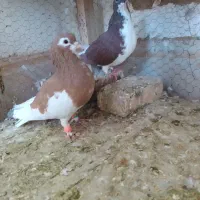 نر و ماده خال امری|پرنده|کاشمر, |دیوار