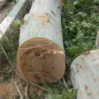 ورامین پیشواپاکدشت قرچک وحومه|خدمات باغبانی و درختکاری|ورامین, ورامین|دیوار