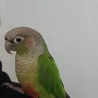 گرینچیک فول اهلی