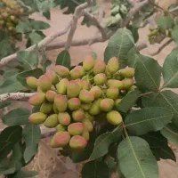 هرس انگور داربستی .پسته .باغ و باغچه|خدمات باغبانی و درختکاری|سبزوار, پاسداران|دیوار