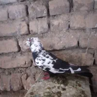 کبوتر