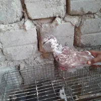 کفتر جملعی|پرنده|قشم, |دیوار