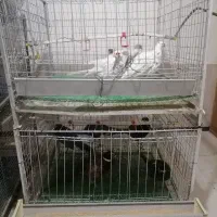 قفس یک در یک|لوازم جانبی حیوانات|مشهد, ویلاشهر|دیوار