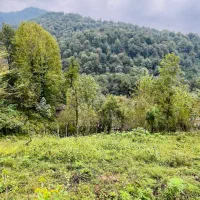 دو پلاک 500 متر کنار هم تیپ جنگلی ارتفاع مسکونی