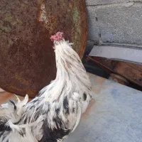 خروس محلی وگلین