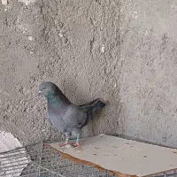 کفتر کاشانی|پرنده|حمیدیا, |دیوار