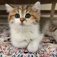 واگذاری بچه گربه بریتیش ۶۰ روزه