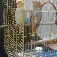 جفت عروس هلندی