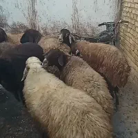 گوسفند داشتی