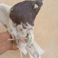 کله ای قهوه ای نر|پرنده|باغ بهادران, |دیوار