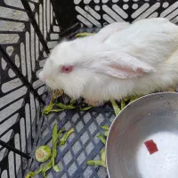 خرگوش چشم عسلی