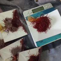 گزیک شبه نگین دختر پیچ نگین زعفران|خوردنی و آشامیدنی|مشهد, آزادشهر|دیوار