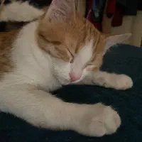 واگذاری رایگان گربه|گربه|کرمان, |دیوار