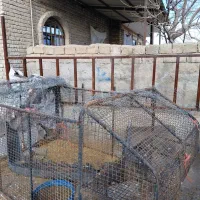 باربند پیکان وانت