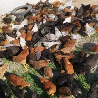 گله یکدست جوجه محلی گلپایگان