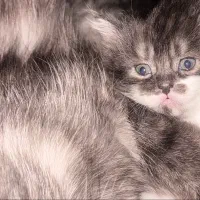 بچه گربه پرشین ، تاکسیدو