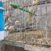 جوجه عروسهای سرلاکی فول فول اهلی ودست آموز  آیهان|پرنده|خوی, |دیوار