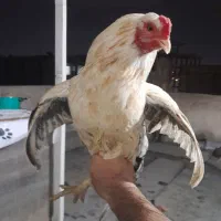 مرغ وخروس|حیوانات مزرعه|مشکین‌دشت, |دیوار