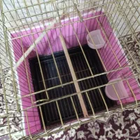 قفس عروس هلندی..|لوازم جانبی حیوانات|بندر امام خمینی, |دیوار