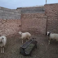 بره نر بالای کیل|حیوانات مزرعه|سیرجان, |دیوار