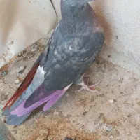 کفتر تزینی  زاغ نر|پرنده|تهران, آهنگ|دیوار