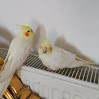 جفت عروس هلندی مولد دستی همراه تخم به فروش میرسد|پرنده|گلبهار, شهر جدید گلبهار|دیوار