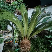 فروش دو عدد سیکاس