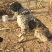 سگ گله ای قهدرجونی|سگ|بادرود, |دیوار