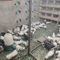 تعدادی کبوتر طوقی درجه یک