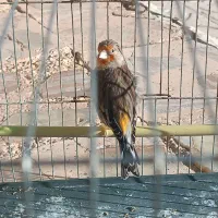 سهره‌قناری|پرنده|شیراز, بازار|دیوار