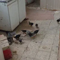 تعداد۱۳ عدد گلین لری  کاکلی ۵۰ روزه