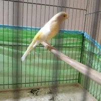 قناری نر.سهره.