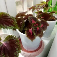 گل طبیعی|گل و گیاه طبیعی|خرمآباد, |دیوار
