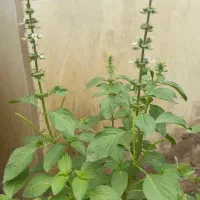 کلاس عرقگیری از گیاهان دارویی بامدرک فنی و حرفه ای