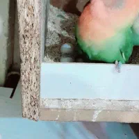 برزیلی مولد اوپال