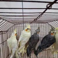 عروس هلندی|پرنده|بندر ماهشهر, |دیوار