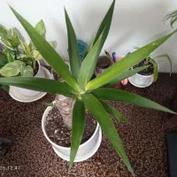 گل آپارتمانی|گل و گیاه طبیعی|مشهد, مهدی آباد (بلوار توس)|دیوار