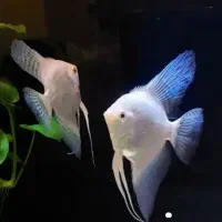 انجل پلوتونیوم.     و انجل رد دویل