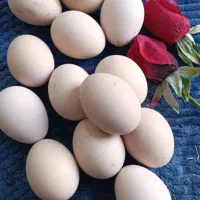 فروش تخم مرغ محلی