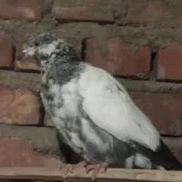 تهرانی پرشی|پرنده|خاش, |دیوار