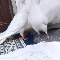 نروماده آس