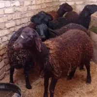 گوسفند نر مخصوص پرور