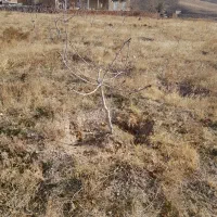 نهال درخت پسته چنتا موجود بارده پیوند اکبری|گل و گیاه طبیعی|مشکان, |دیوار