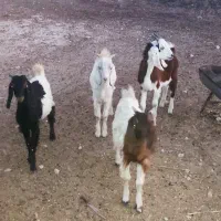 ۵راس کهره نر