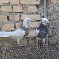 قفس کبوتر طوقی|لوازم جانبی حیوانات|زارچ, |دیوار